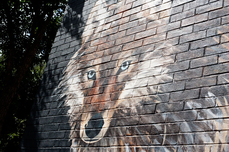 wolf portrait pale blue eyes